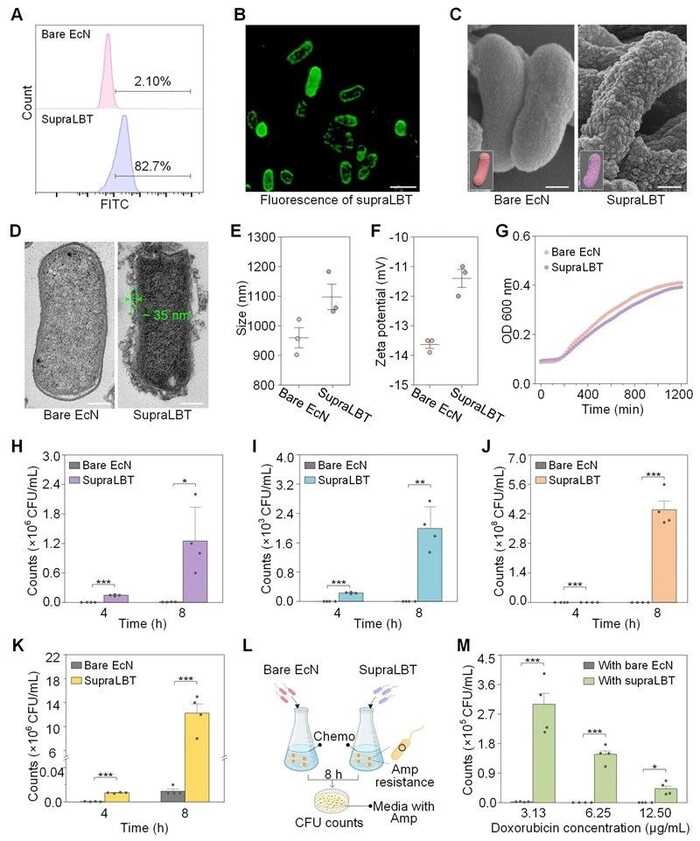 川大郭俊凌/川农杜晓教授ACS Nano：新一代多酚盔甲益生菌重建免疫-肿瘤-微生物组轴强化肿瘤化疗效果