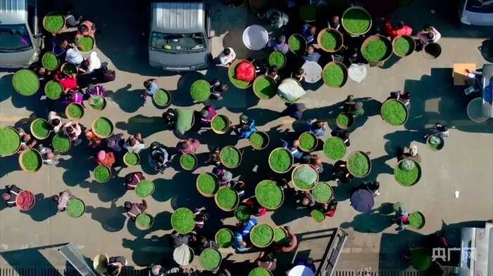 四川雅安：一杯“千年绿”茶