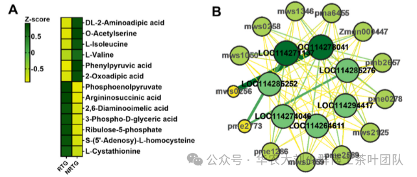 华农大茶学bpq团队论文成果之二