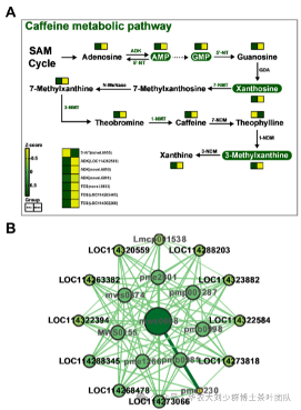 华农大茶学bpq团队论文成果之二