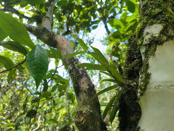 藏古今之醇，酿惊鸿之柔  中茶古树熟茶 陈香·溪甜 普洱茶(熟茶)紧压茶