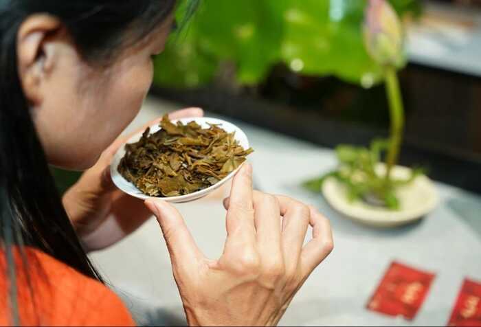 大益“生态青砖”品藏会全国8城举办，500余名藏友一试钟情