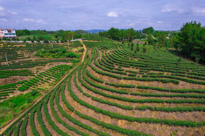 中国非遗里的平昌青芽茶：巴山深处的茶香传奇&nbsp;