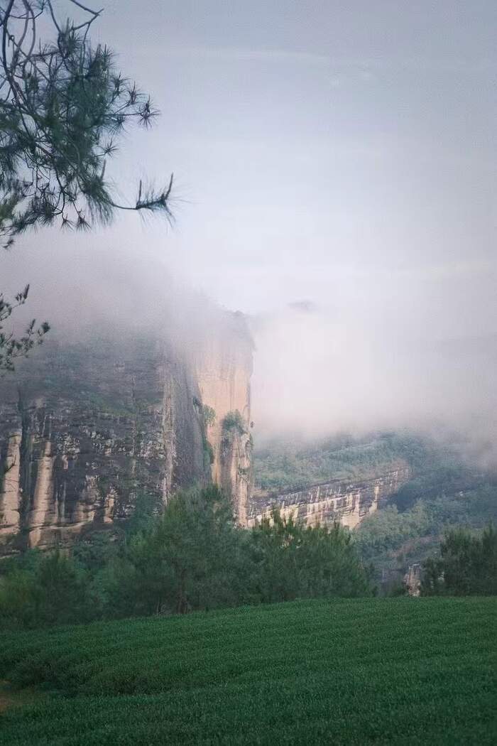 专家专访刘国英：以传承为本、技艺为脉，构建武夷岩茶的“真、变、道”产业新格局