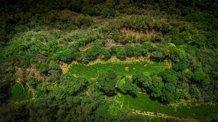 专家专访刘国英：以传承为本、技艺为脉，构建武夷岩茶的“真、变、道”产业新格局