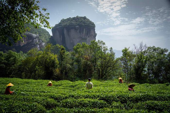 专家专访刘国英：以传承为本、技艺为脉，构建武夷岩茶的“真、变、道”产业新格局