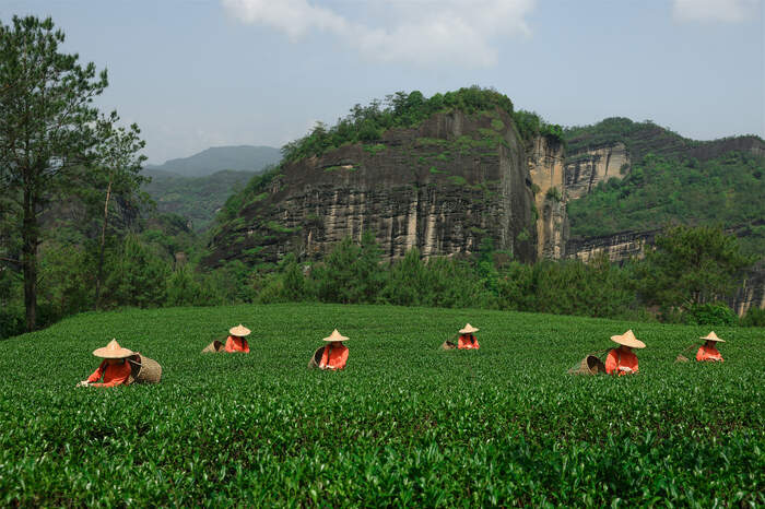专家专访刘国英：以传承为本、技艺为脉，构建武夷岩茶的“真、变、道”产业新格局