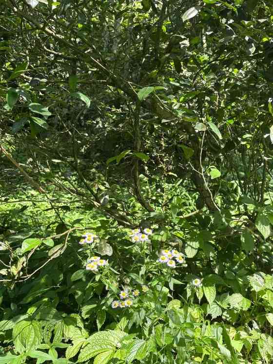 历史性突破！筠连境内终于有有机茶山了！横跨川滇三县上千亩！