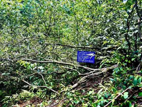 历史性突破！筠连境内终于有有机茶山了！横跨川滇三县上千亩！
