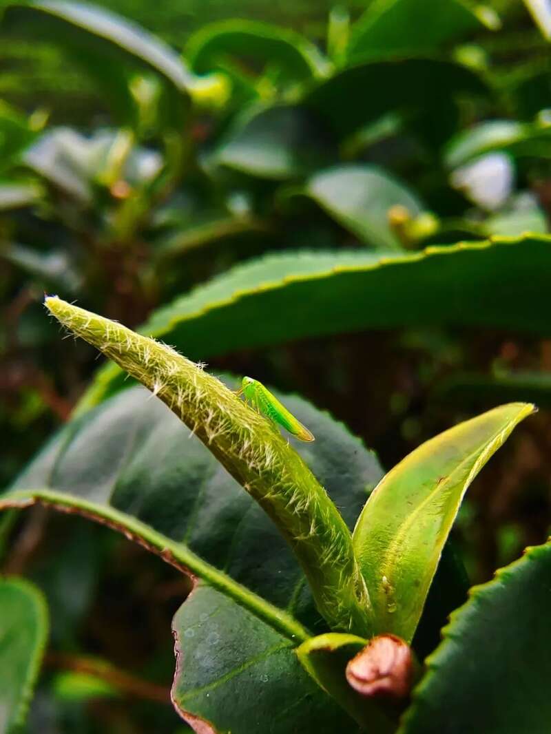 从这里，重新认识紫金！