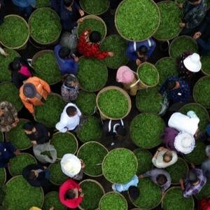 让蒙山回到蒙山，雅茶价值如何被重新诉说