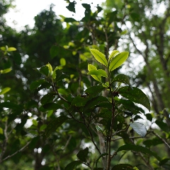 下关荒野系列上新  来自云南深山的问候！秘境荒野古树红茶