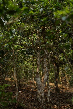 下关荒野系列上新  来自云南深山的问候！秘境荒野古树红茶