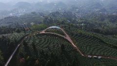 让蒙山回到蒙山，雅茶价值如何被重新诉说