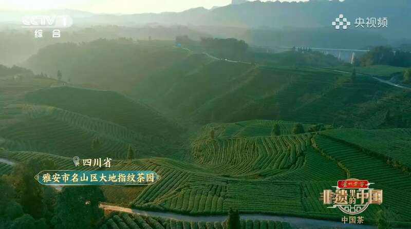 茶分六彩 艺承千秋 蒙顶黄芽茶亮相《非遗里的中国》