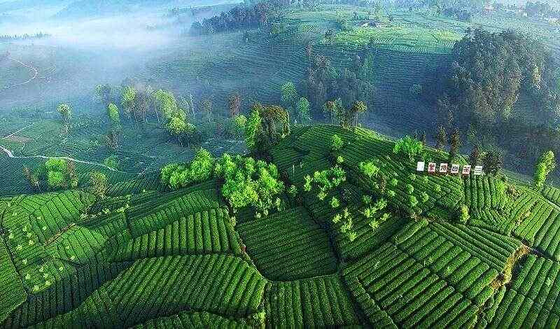 茶分六彩 艺承千秋 蒙顶黄芽茶亮相《非遗里的中国》