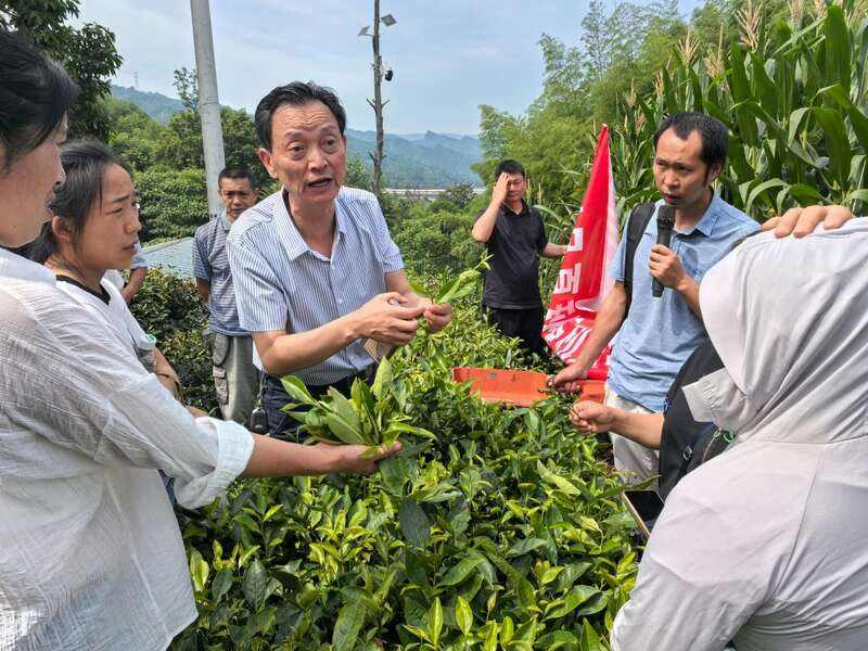 茶叶技术赋能强生产 产销对接拓销路