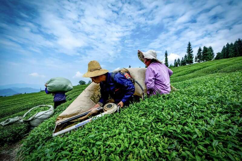 茶叶技术赋能强生产 产销对接拓销路