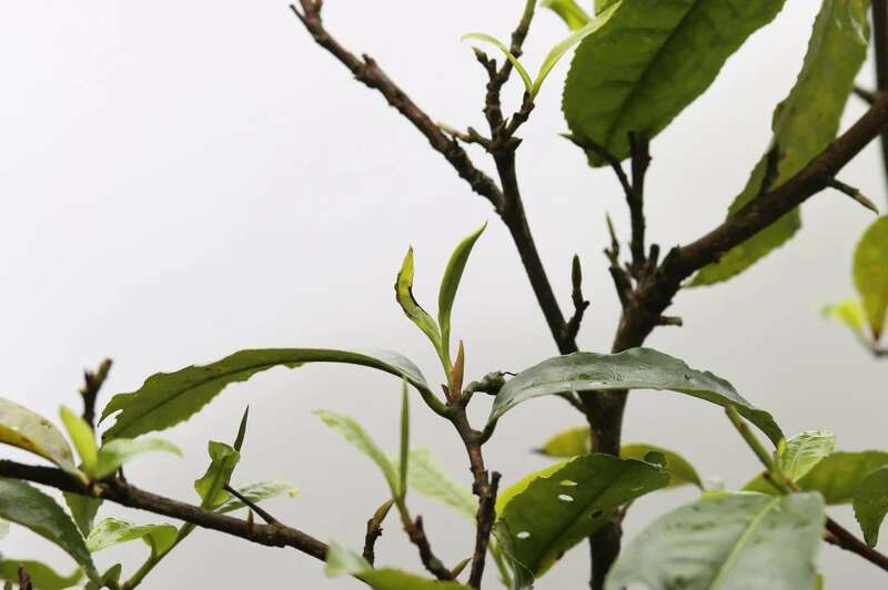 下关沱茶勐库西半山·龙珠 随心享受山野蜜韵