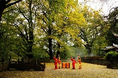 巴蜀非遗 不是“降龙十八掌”，是“龙行十八式”