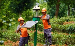 349.91万吨！2024年中国茶叶生产与内销形势如何？