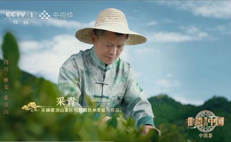 非遗瑰宝绽放央视：蒙顶黄芽，“茶中黄金”香飘全国