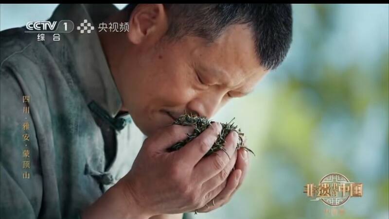 非遗瑰宝绽放央视：蒙顶黄芽，“茶中黄金”香飘全国