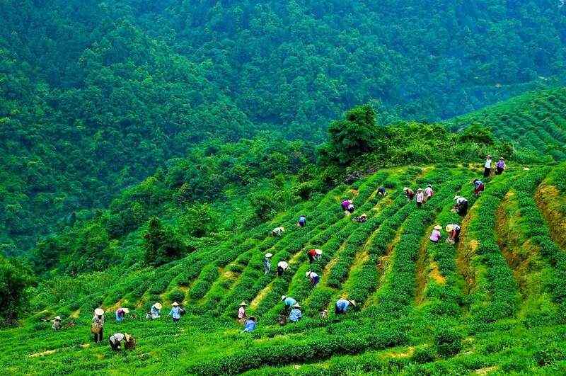 超2亿条！茶非遗如何求“变”？