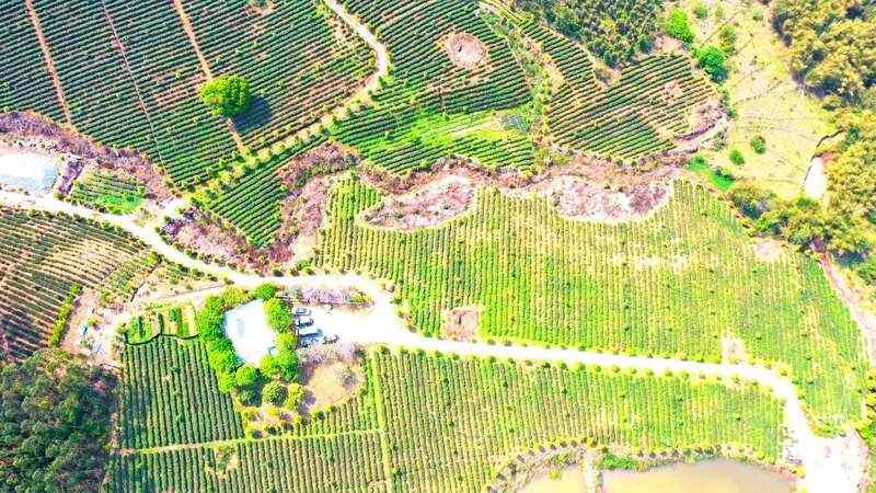 349.91万吨！2024年中国茶叶生产与内销形势如何？