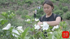 乐山沐川：一朵栀子花的“全产业链”蜕变