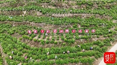 乐山沐川：一朵栀子花的“全产业链”蜕变