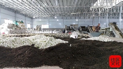 乐山沐川：一朵栀子花的“全产业链”蜕变