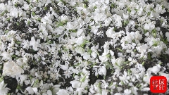 乐山沐川：一朵栀子花的“全产业链”蜕变