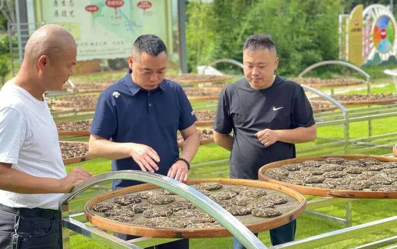 探索创新：名山茶人在行动