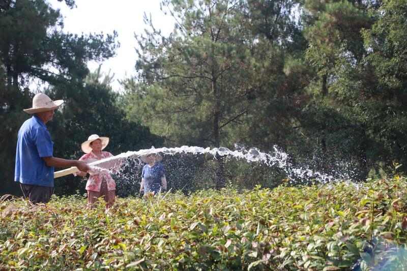 高温来袭 看四川广元“黄茶第一村”如何抗旱保茶