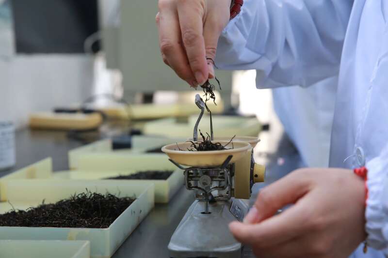 精制茶制造被工信部等七部门联合印发方案提及，其未来将如何发展？