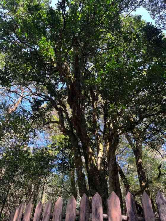 润元昌名山早春系列：好东西，总是姗姗而来