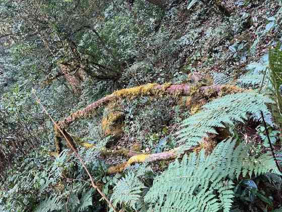 润元昌名山早春系列：好东西，总是姗姗而来