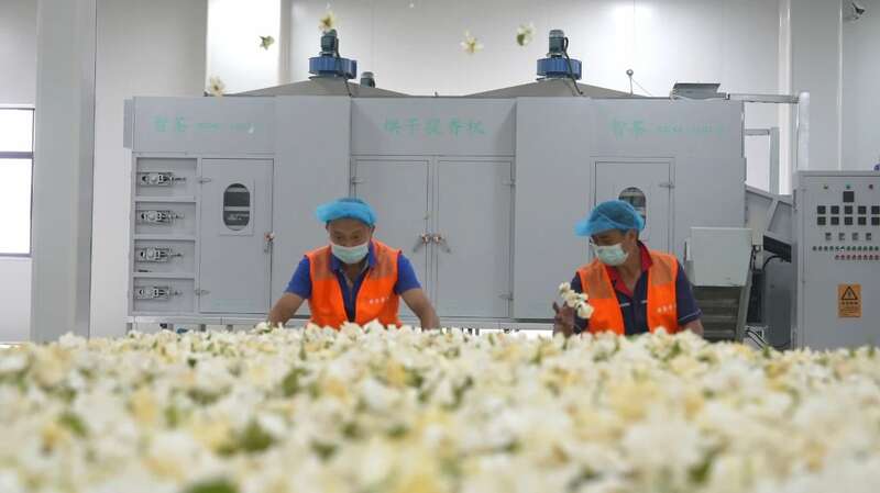 一朵栀子花的“科技之旅”：看荣县如何用智能守住千年茶香