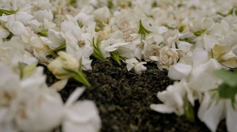 一朵栀子花的“科技之旅”：看荣县如何用智能守住千年茶香