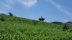 第54个世界环境日，聚焦我国茶产业低碳化发展进程