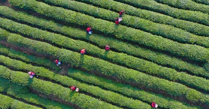 第54个世界环境日，聚焦我国茶产业低碳化发展进程