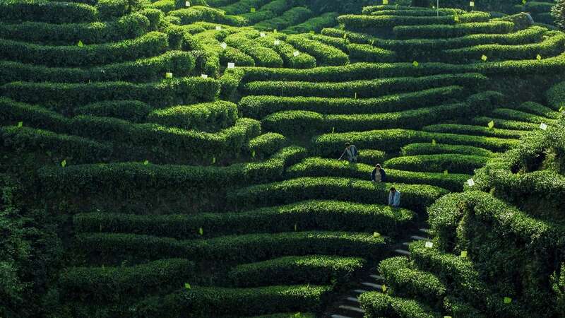 第54个世界环境日，聚焦我国茶产业低碳化发展进程