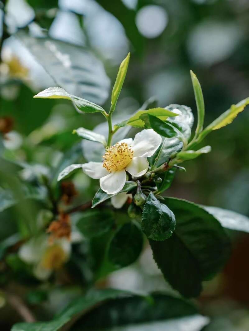 2025年老同志名山系列经典款，名山风骨震撼呈市!