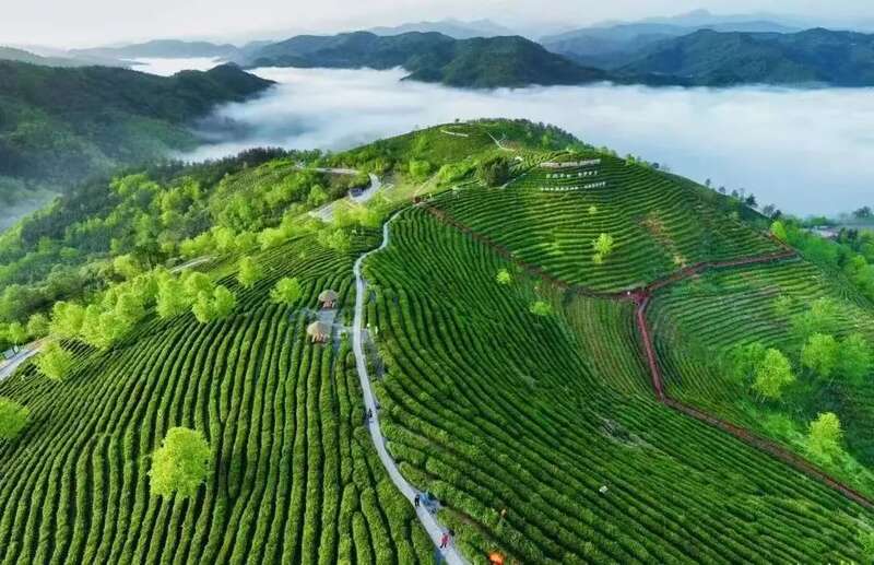 茶业传承 聚力前行：陕西省茶业协会完成换届 ，擘画发展新篇章（咸阳召开）