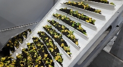 35元→5元！栀子花不再“天价”，产业链却更“香”