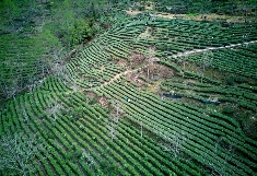 累计出口超350万美元 平武绿茶为何受非洲、中亚国家客户青睐？