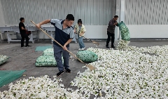 35元→5元！栀子花不再“天价”，产业链却更“香”