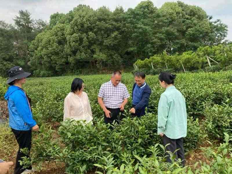 国家茶叶产业技术体系岗位专家一行莅临邛崃调研
