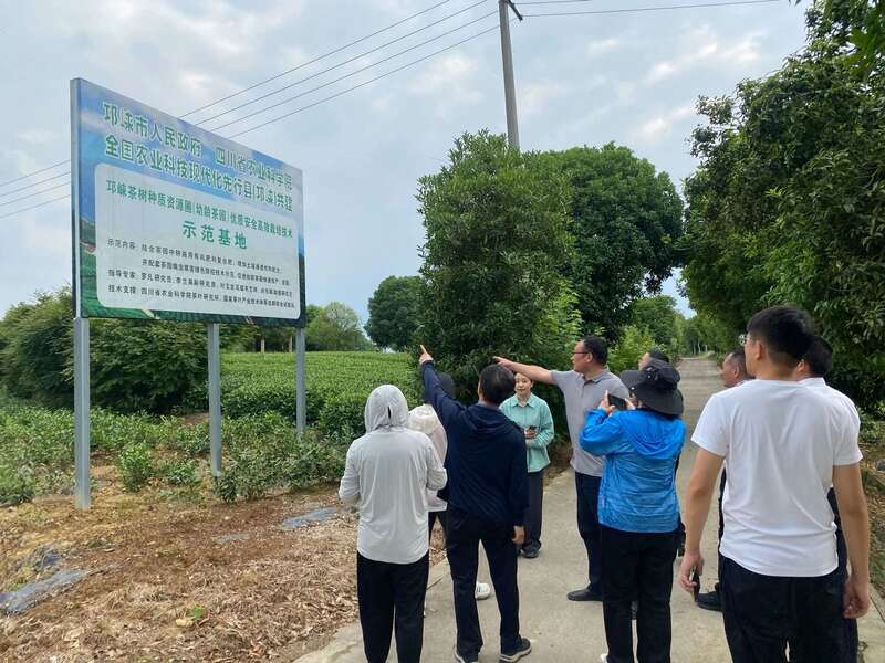 国家茶叶产业技术体系岗位专家一行莅临邛崃调研